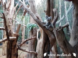 Zoo Leipzig: Koalabär